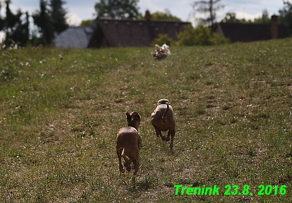 Náš trénink 23.8.2016 Všechny feny a Bertrando (74)