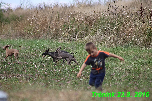 Náš trénink 23.8.2016 Všechny feny a Bertrando (5)