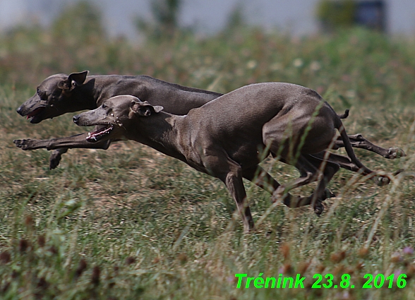 Náš trénink 23.8.2016 Všechny feny a Bertrando (48)