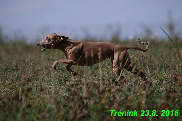 Náš trénink 23.8.2016 Všechny feny a Bertrando (71)