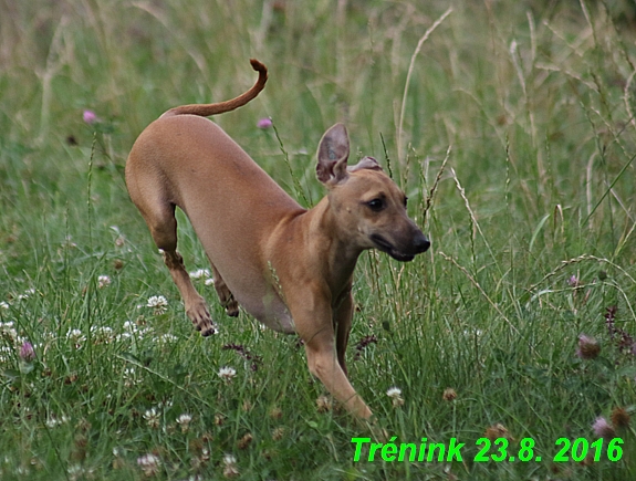 Náš trénink 23.8.2016 Všechny feny a Bertrando (4)