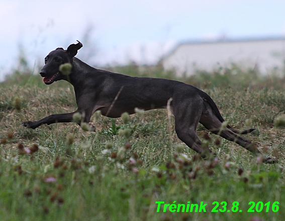 Náš trénink 23.8.2016 Všechny feny a Bertrando (21)