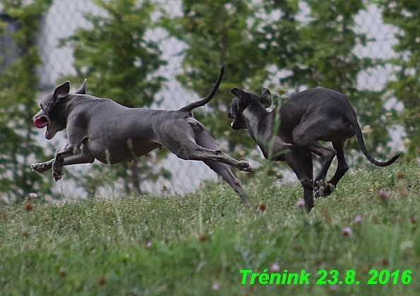 Náš trénink 23.8.2016 Všechny feny a Bertrando (27)