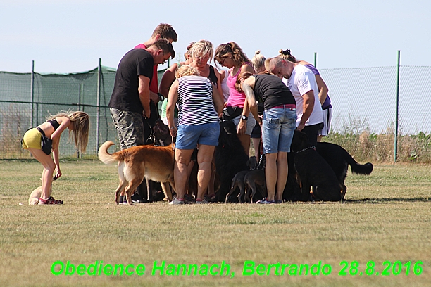 Cvicak 28.8.2016 Hannach, Bertrando (7)