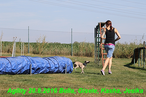 Agility 28.8.2016 Bella aPetr, Jesika,Kasha,Gisele (4)