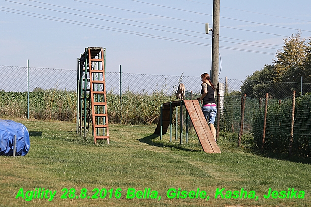 Agility 28.8.2016 Bella aPetr, Jesika,Kasha,Gisele (5)