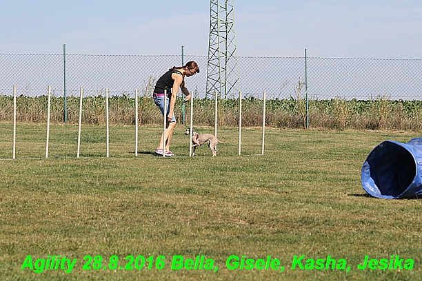 Agility 28.8.2016 Bella aPetr, Jesika,Kasha,Gisele (6)