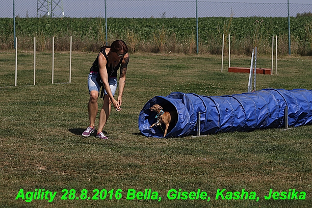 Agility 28.8.2016 Bella aPetr, Jesika,Kasha,Gisele (13)