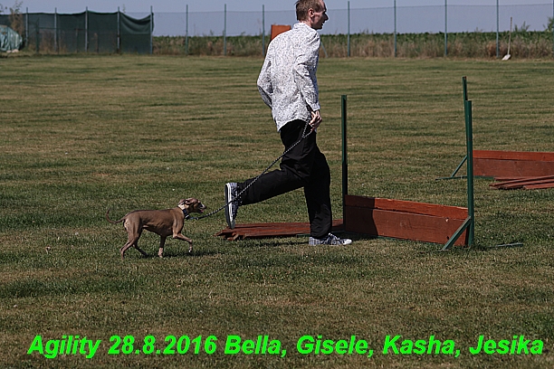 Agility 28.8.2016 Bella aPetr, Jesika,Kasha,Gisele (16)