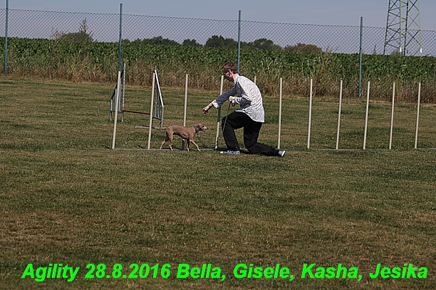 Agility 28.8.2016 Bella aPetr, Jesika,Kasha,Gisele (17)