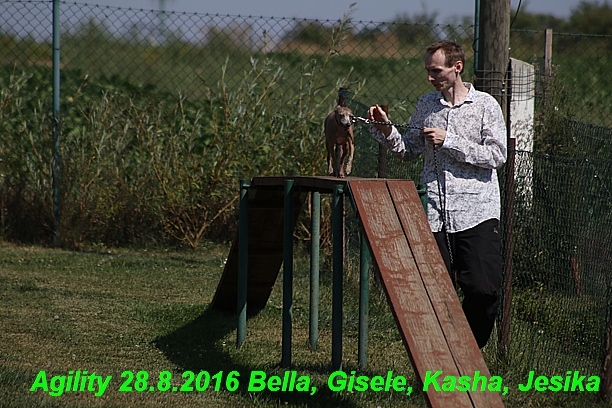 Agility 28.8.2016 Bella aPetr, Jesika,Kasha,Gisele (18)