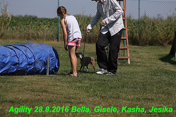 Agility 28.8.2016 Bella aPetr, Jesika,Kasha,Gisele (19)