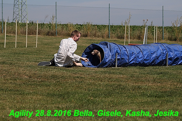 Agility 28.8.2016 Bella aPetr, Jesika,Kasha,Gisele (20)