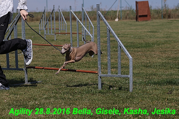 Agility 28.8.2016 Bella aPetr, Jesika,Kasha,Gisele (22)