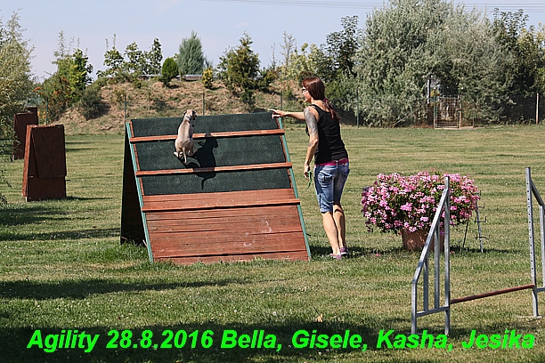 Agility 28.8.2016 Bella aPetr, Jesika,Kasha,Gisele (26)