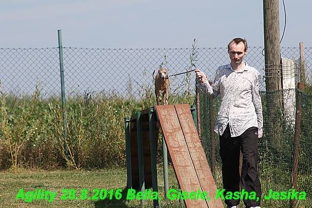 Agility 28.8.2016 Bella aPetr, Jesika,Kasha,Gisele (27)