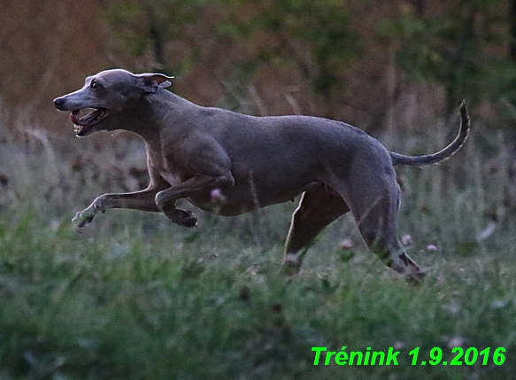 Náš trénink 1.9.2016 