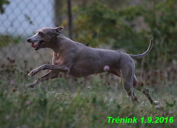 Náš trénink 1.9.2016 14