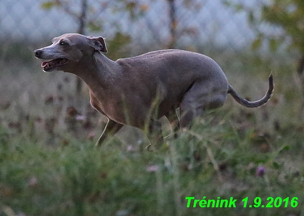 Náš trénink 1.9.2016 15