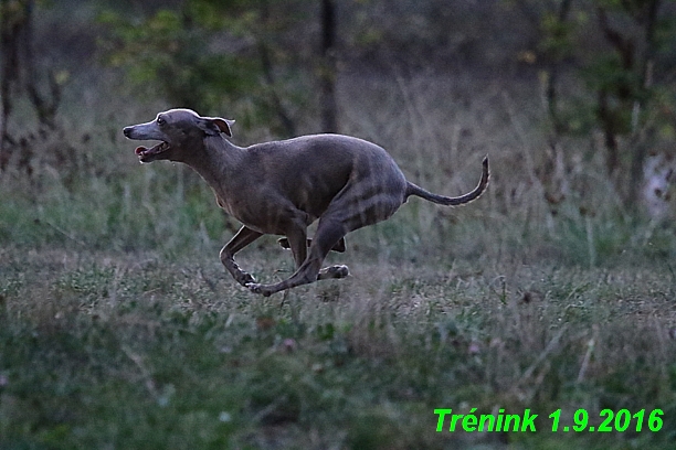 Náš trénink 1.9.2016  07