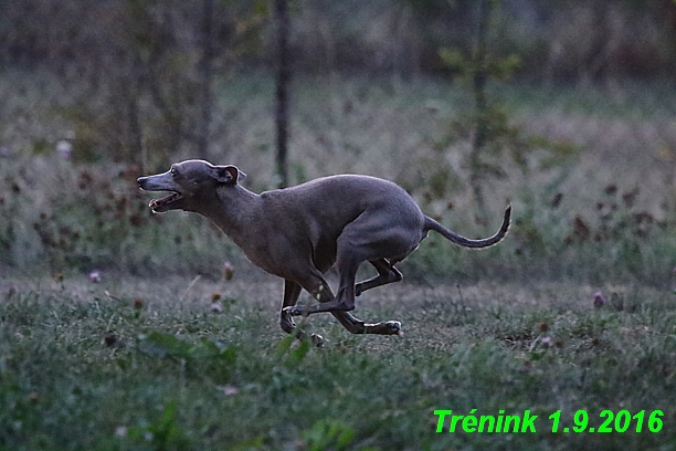 Náš trénink 1.9.2016  08