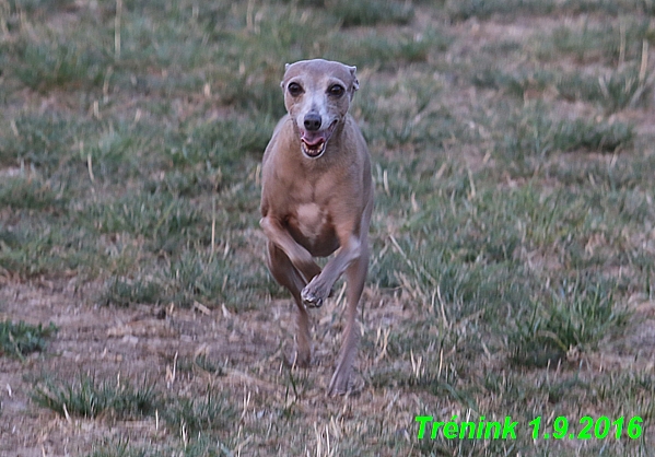 nas trenink 1.9.2016 vsechny feny,bertrando,bella (9)