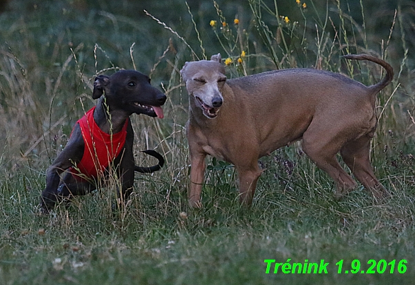 nas trenink 1.9.2016 vsechny feny,bertrando,bella (11)