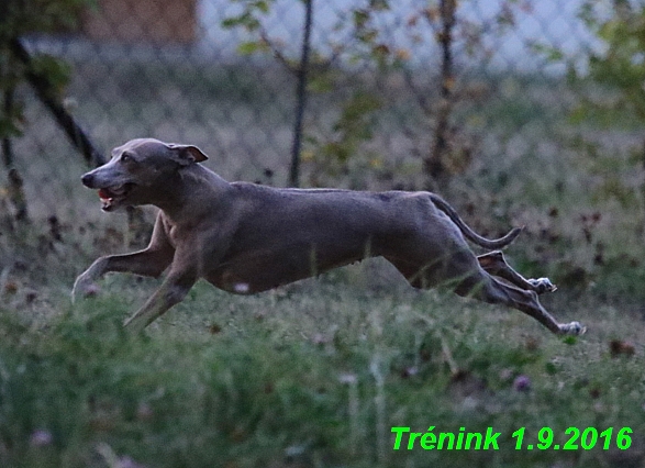 nas trenink 1.9.2016 vsechny feny,bertrando,bella (20)