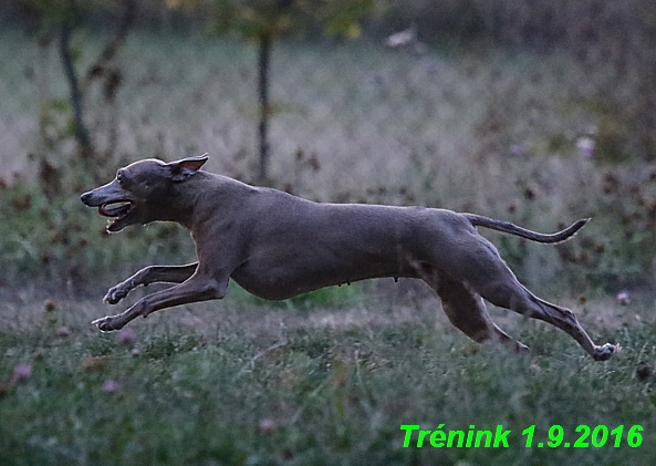 nas trenink 1.9.2016 vsechny feny,bertrando,bella (24)