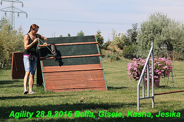 Agility 28.8.2016 Bella aPetr, Jesika,Kasha,Gisele (3)