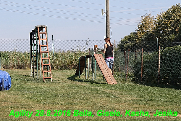 Agility 28.8.2016 Bella aPetr, Jesika,Kasha,Gisele (7)