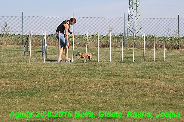 Agility 28.8.2016 Bella aPetr, Jesika,Kasha,Gisele (8)