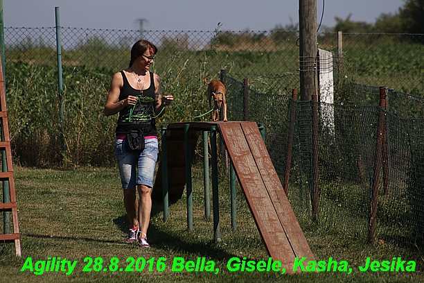 Agility 28.8.2016 Bella aPetr, Jesika,Kasha,Gisele (11)