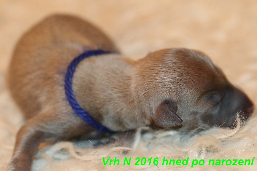 Vrh N  2016 hned ponarození (2)