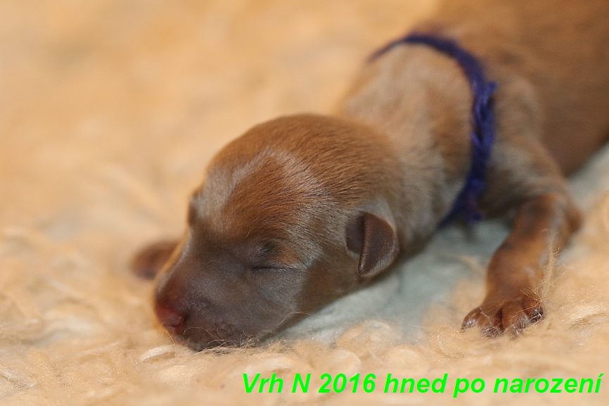 Vrh N  2016 hned ponarození (3)