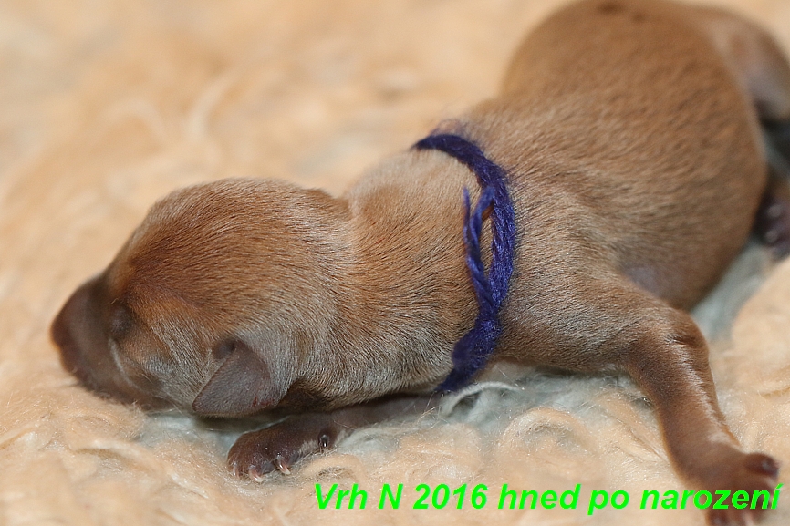 Vrh N  2016 hned ponarození (4)