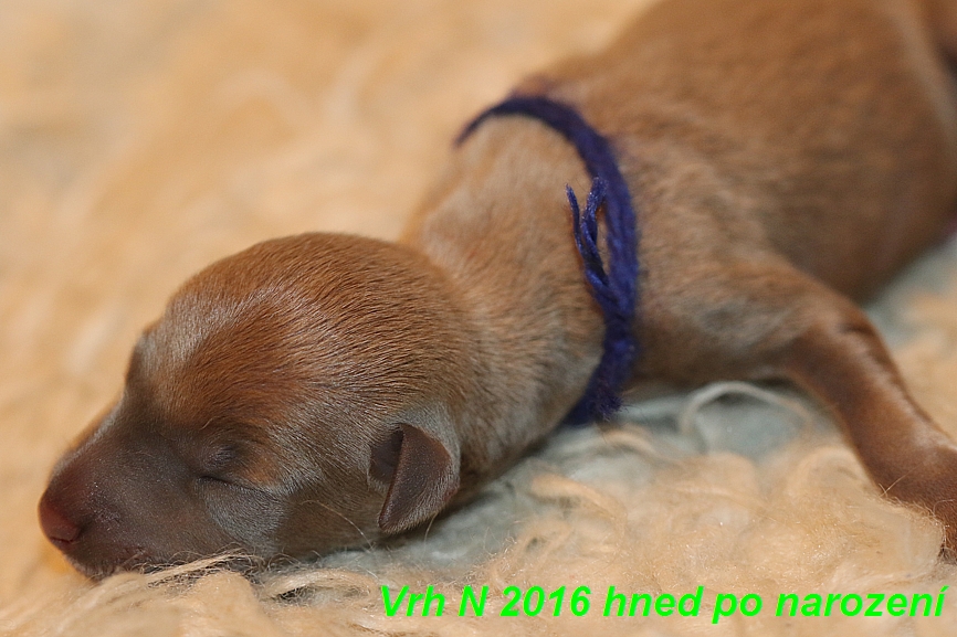 Vrh N  2016 hned ponarození (5)