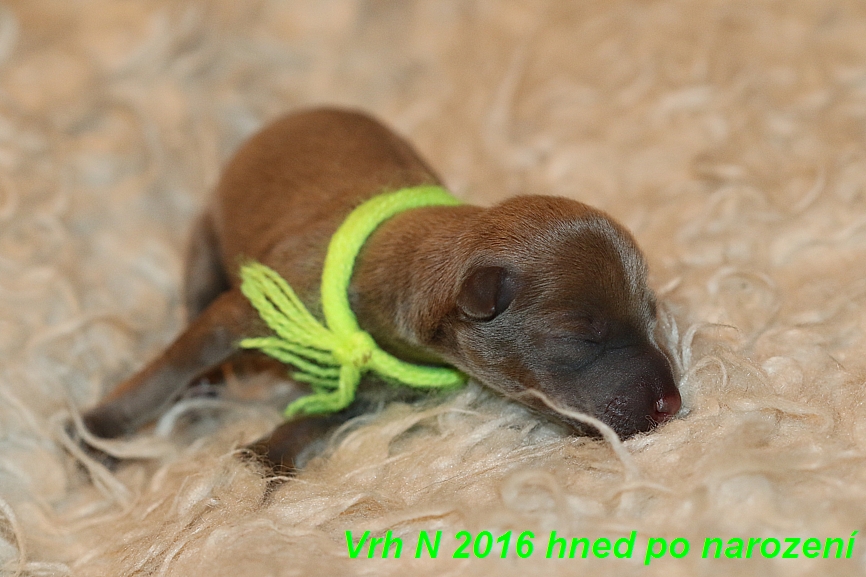 Vrh N  2016 hned ponarození (9)