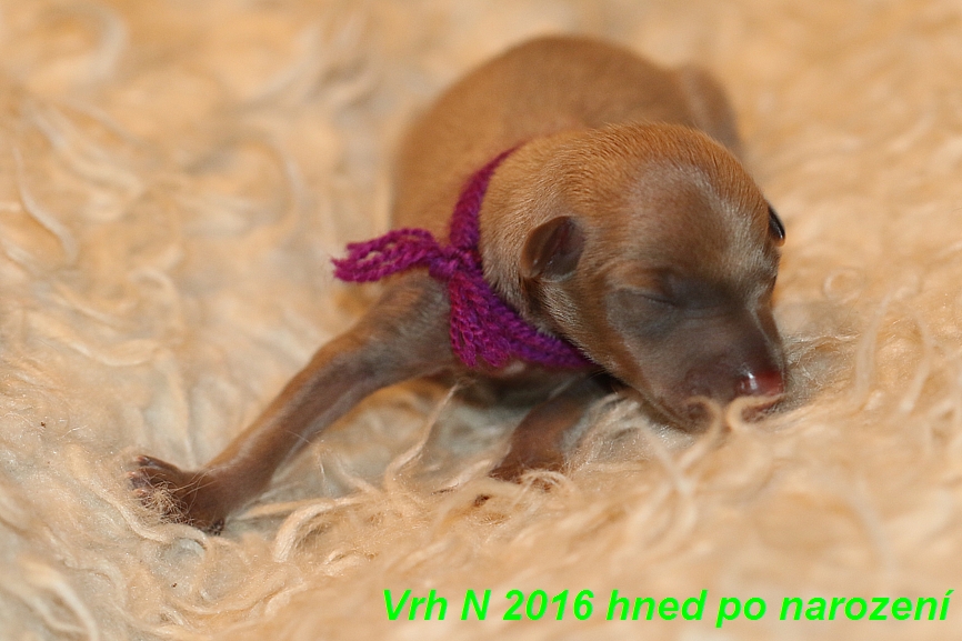 Vrh N  2016 hned ponarození (10)