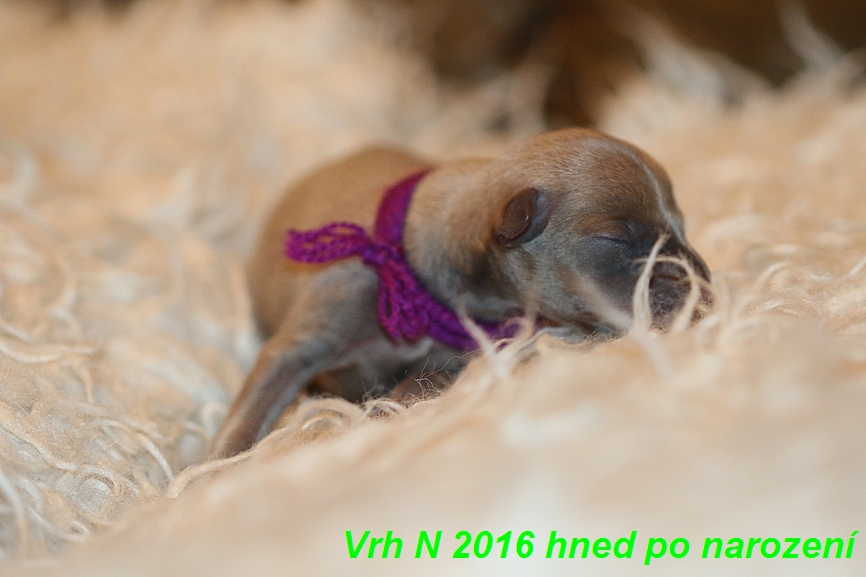 Vrh N  2016 hned ponarození (13)