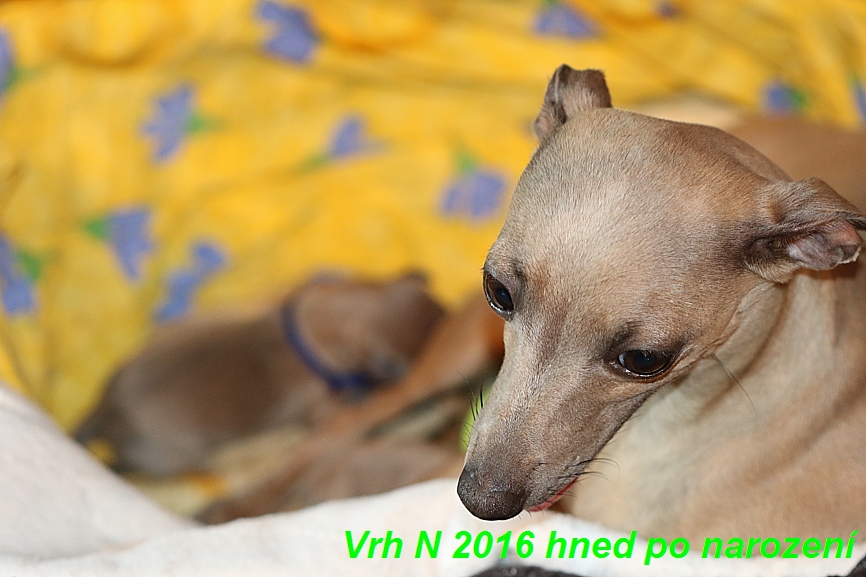 Vrh N  2016 hned ponarození (19)