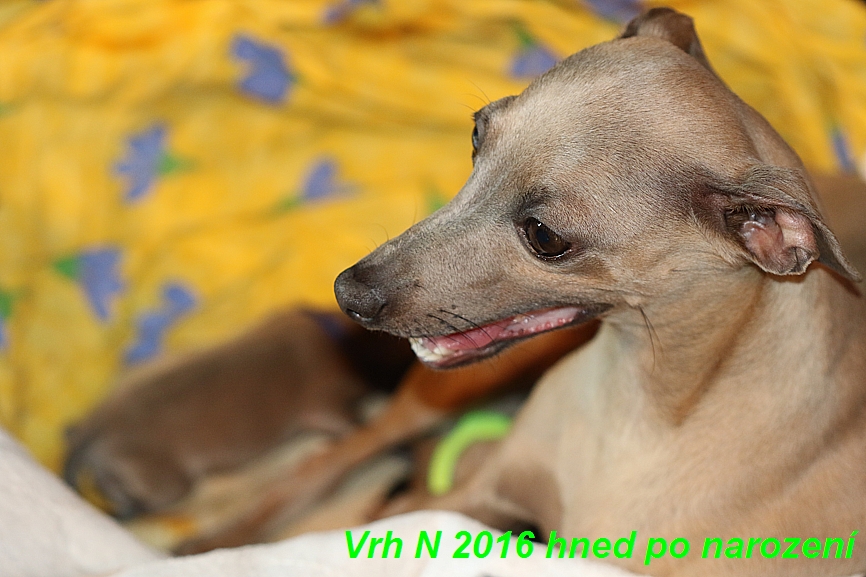 Vrh N  2016 hned ponarození (20)