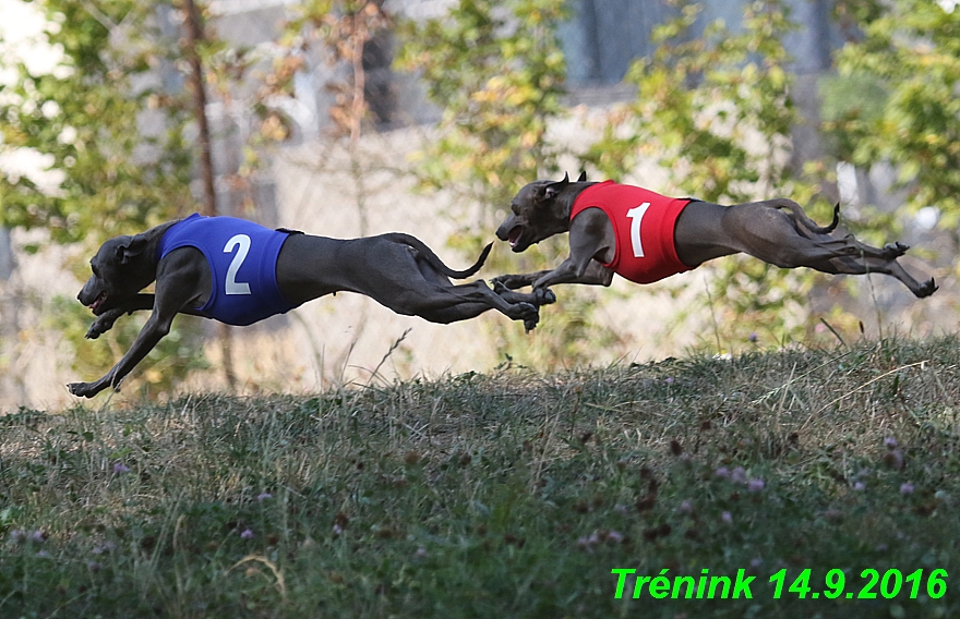 Trénink 14.9.2016 naše fenky, Bertrando (43)