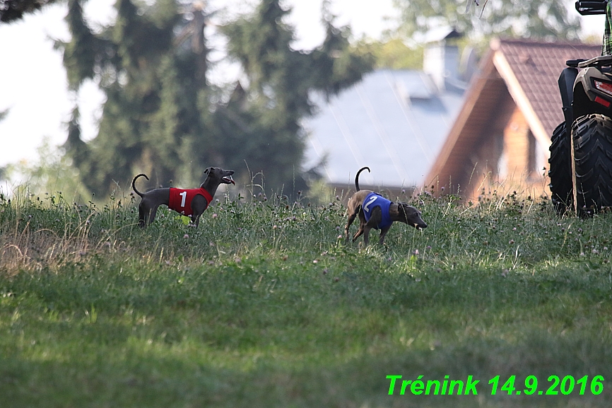 Trénink 14.9.2016 naše fenky, Bertrando (69)