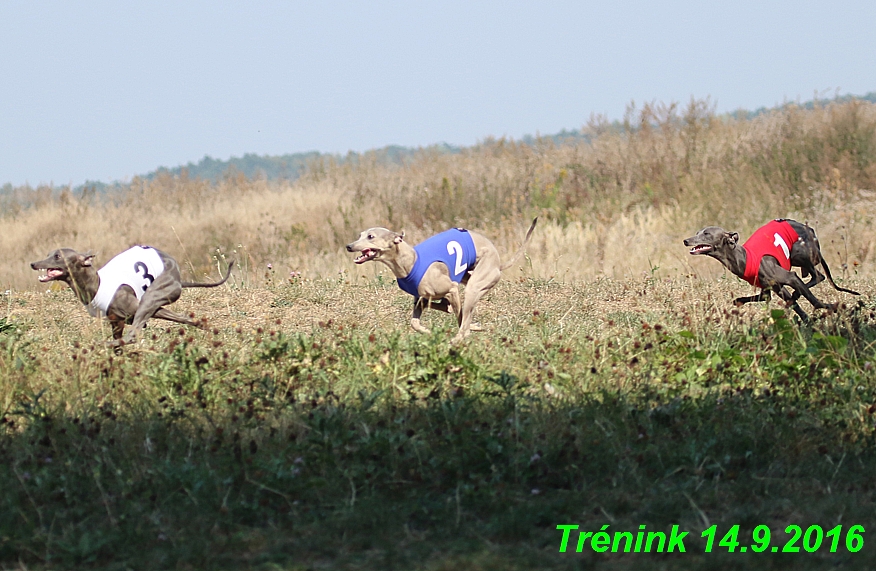 Trénink 14.9.2016 naše fenky, Bertrando (83)