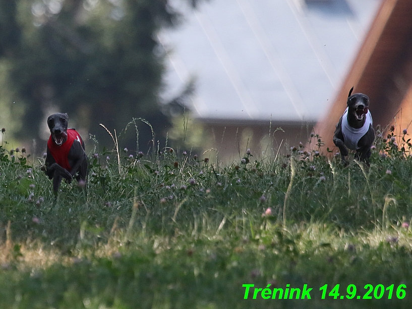 Trénink 14.9.2016 naše fenky, Bertrando (88)