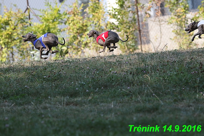 Trénink 14.9.2016 naše fenky, Bertrando (122)