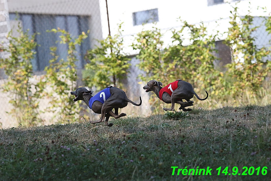 Trénink 14.9.2016 naše fenky, Bertrando (123)