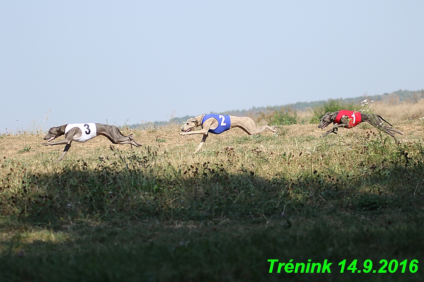 Trénink 14.9.2016 naše fenky, Bertrando (126)