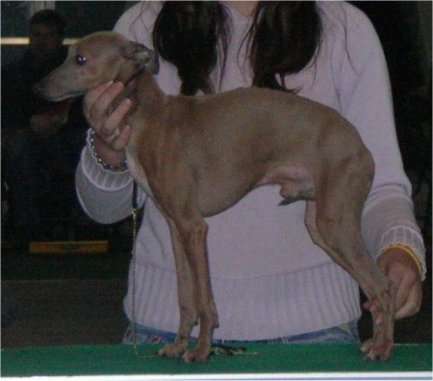 World dog show 2006 Ceysse Ex